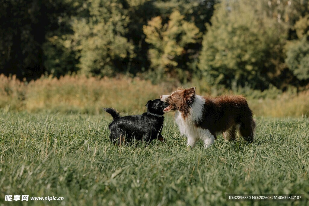 草地上玩耍的两只可爱狗狗