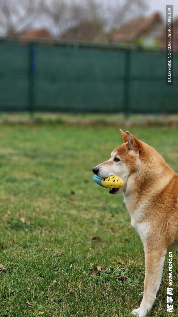 草地萌犬叼球玩耍瞬间