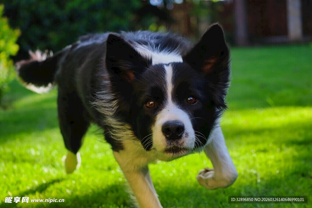 奔跑的边牧在翠绿草坪
