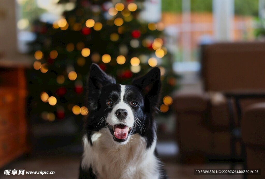 圣诞季的欢乐边牧