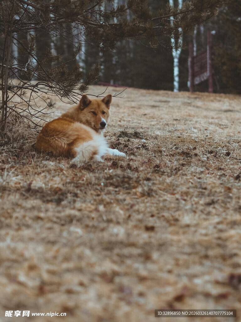 林间休憩的可爱狗狗