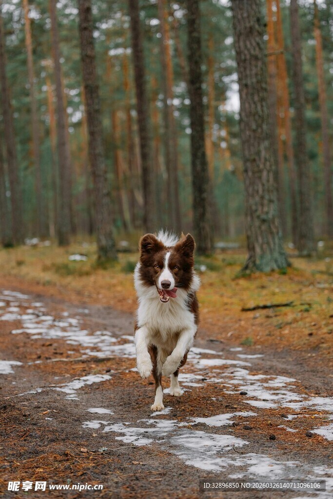 林间奔跑的可爱小狗