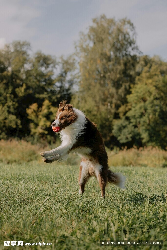 牧羊犬草地欢快衔物瞬间