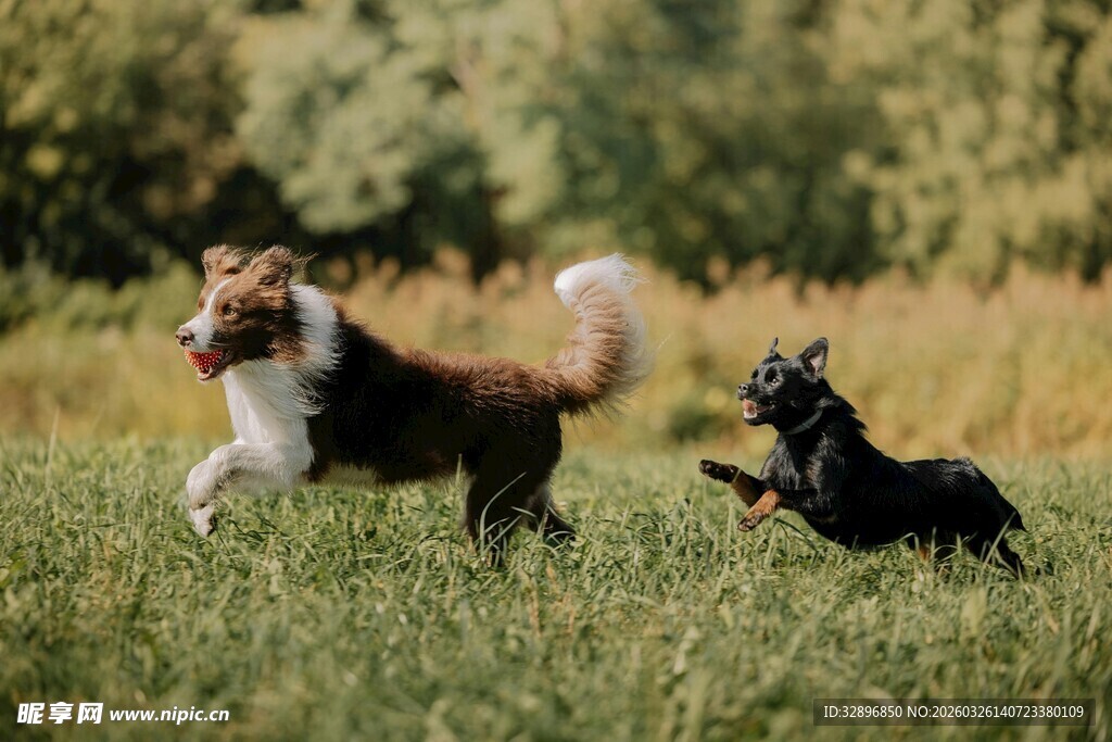草地上欢快奔跑的两只小狗