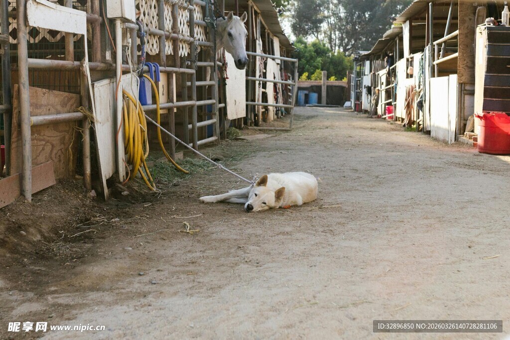 乡村小巷中的休憩小狗
