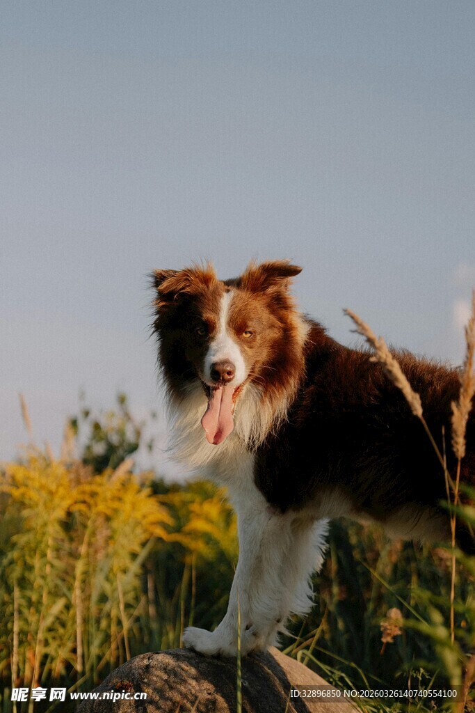 边牧站在草地岩石上远望
