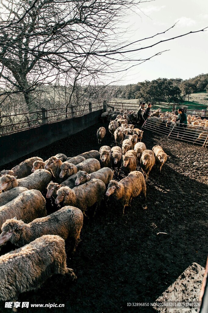 田野中一群羊在活动