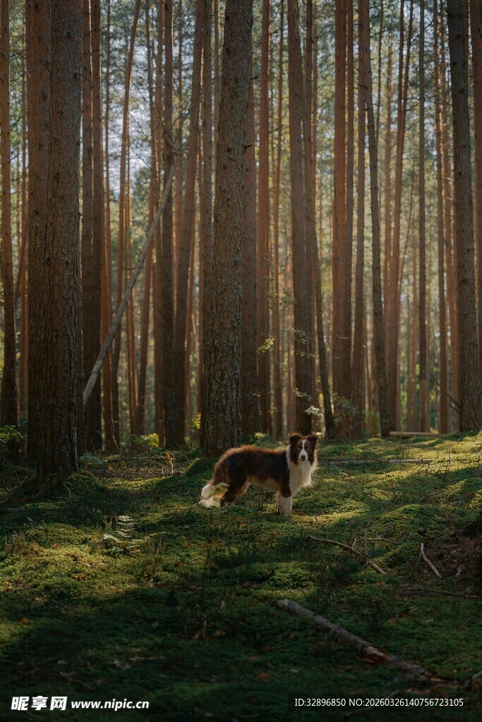 林间光影下的休憩动物