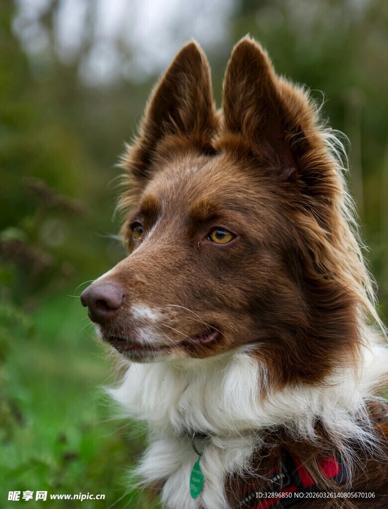 帅气边牧户外侧颜