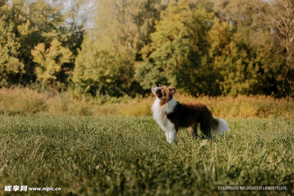 草地上的牧羊犬