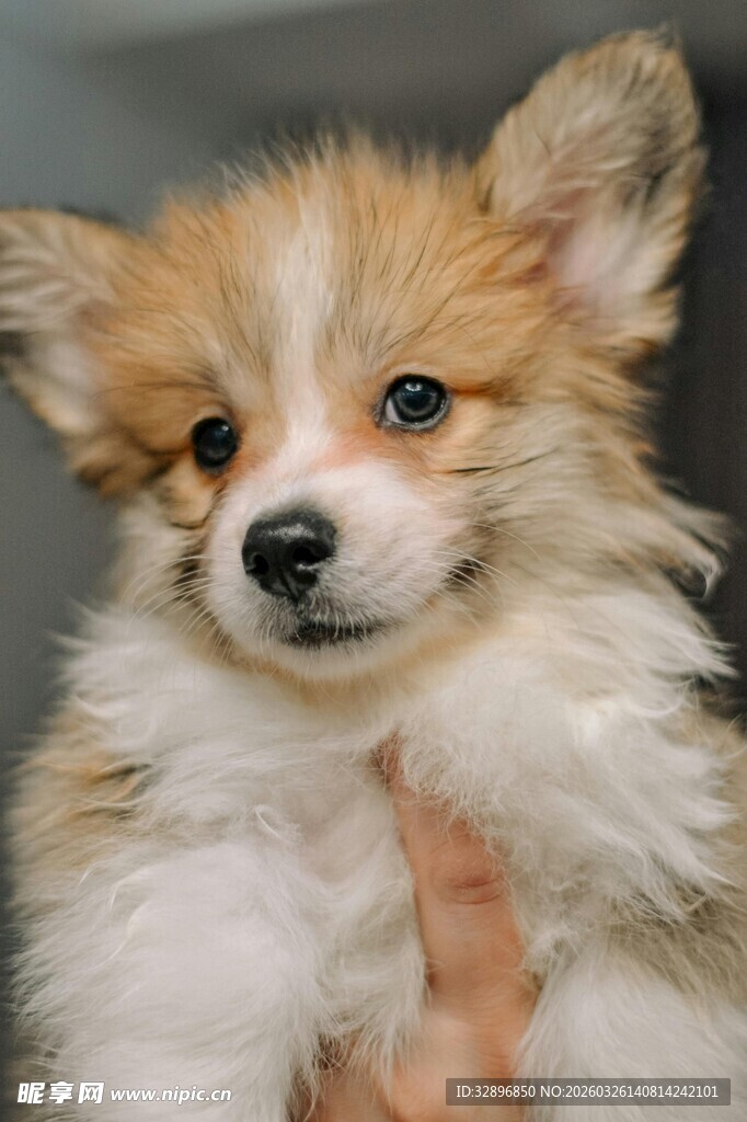 可爱小奶狗被温柔托举