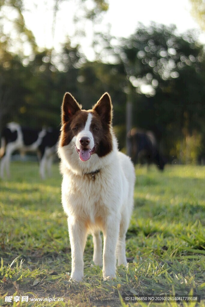 草地上的可爱小狗