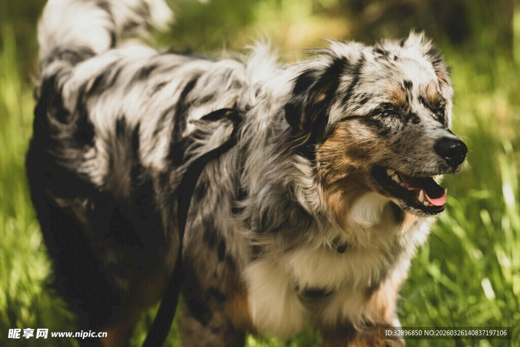 奔跑的澳洲牧羊犬