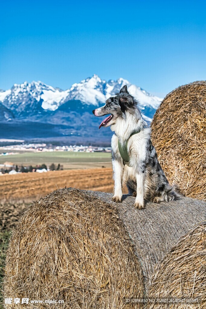 草原上的狗狗与干草垛