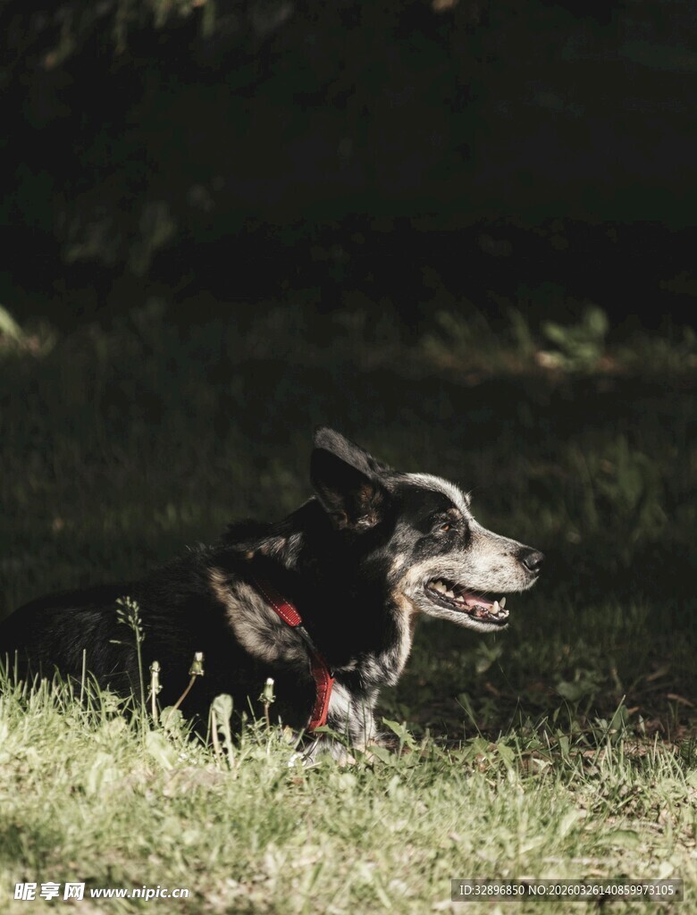 草地上的可爱狗狗