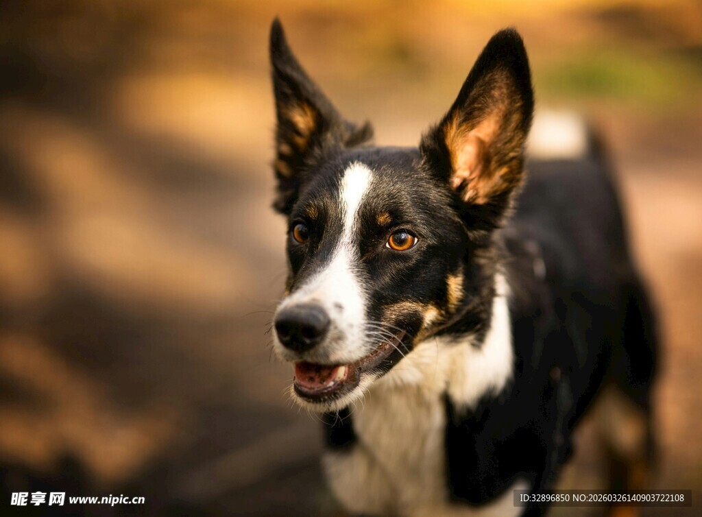 黑白相间犬只户外模样