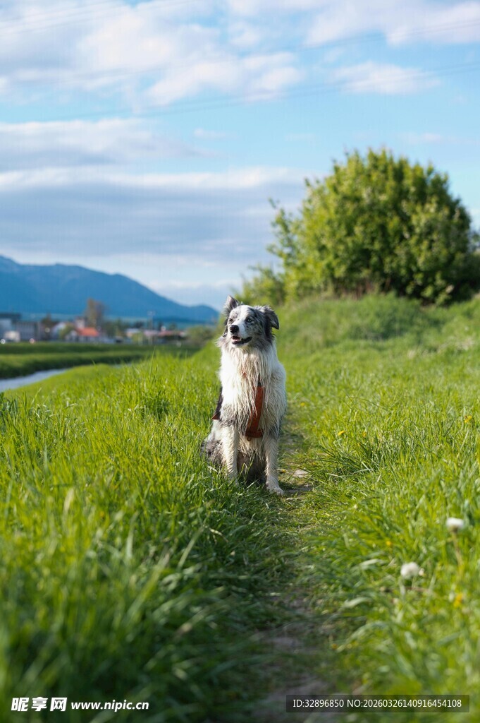 草地上的可爱狗狗