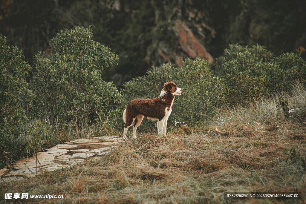 草地上的牧羊犬