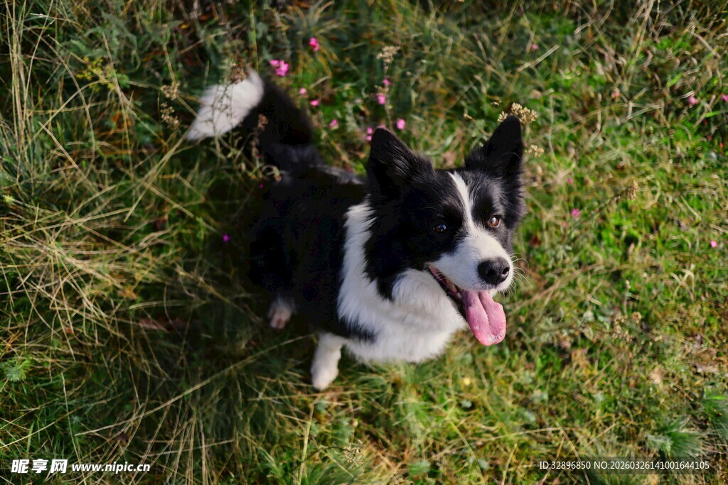 黑白柯基在草地吐舌卖萌
