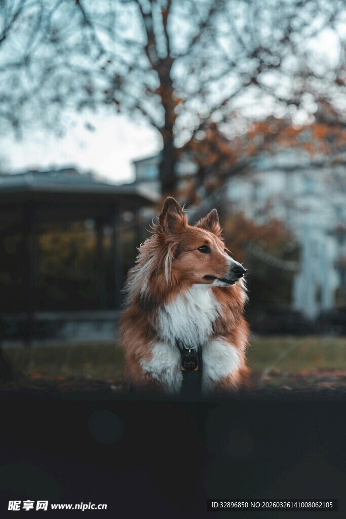 可爱柯基倚栏眺望