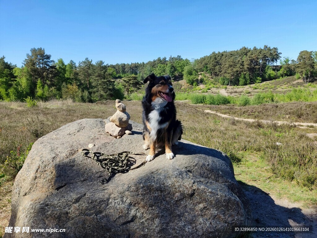岩石上的快乐狗狗们