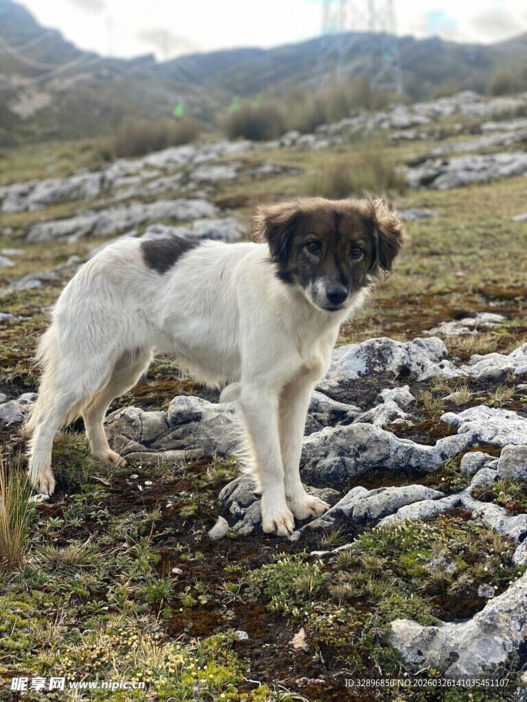 山野间的黑白萌犬