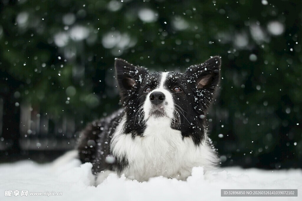 雪地中的可爱边牧犬