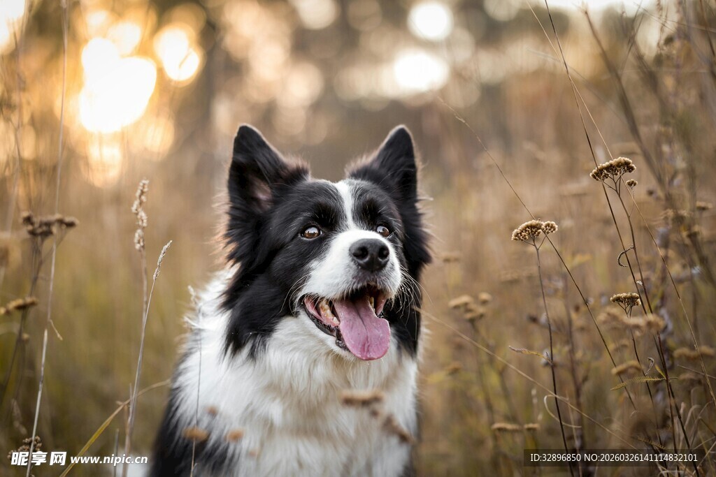 阳光下的帅气边牧