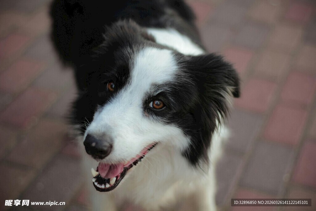 可爱边牧张嘴露笑