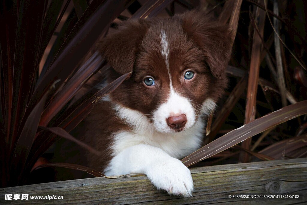 萌犬躲在植物后探出头