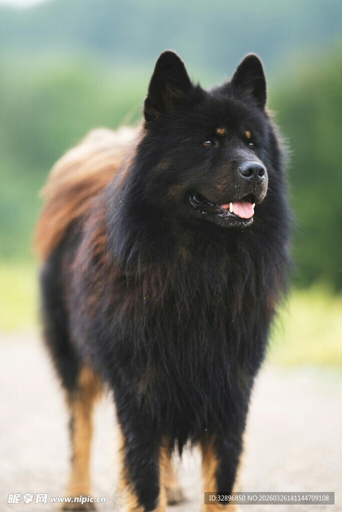 黑棕长毛犬户外站立