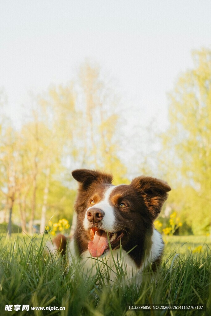 草地上快乐躺卧的狗狗