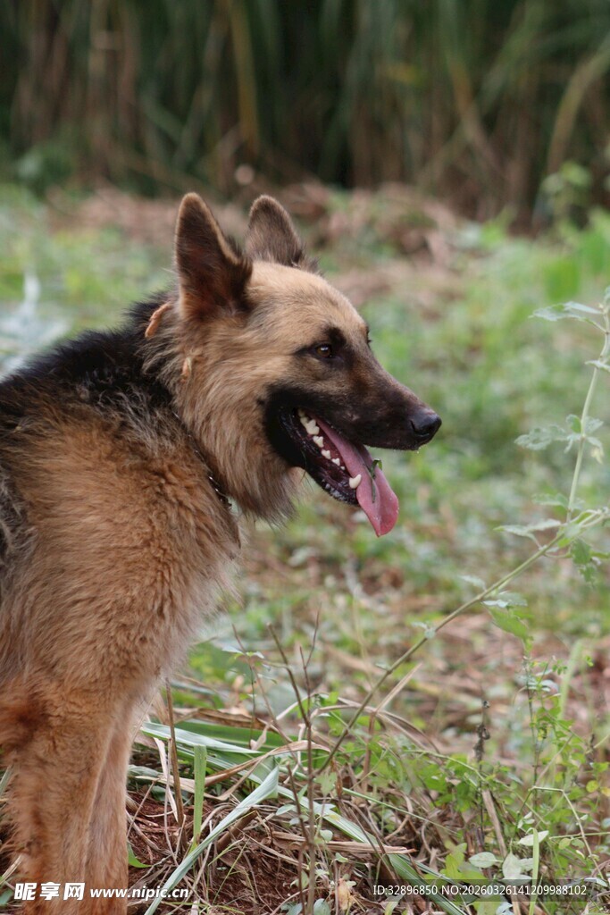 德国牧羊犬在户外草地