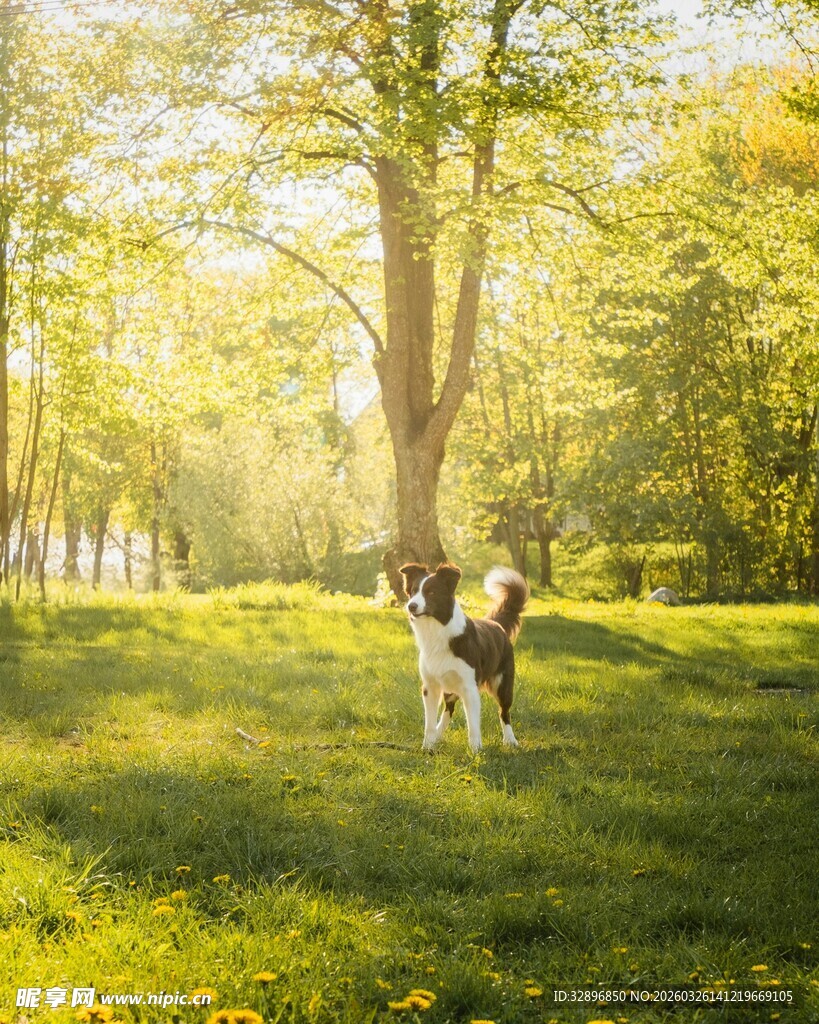 阳光下草地上的可爱狗狗