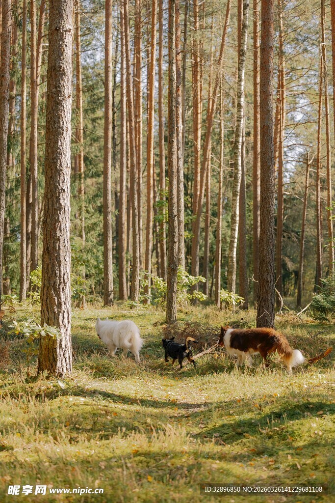 林间草地的悠闲牛群