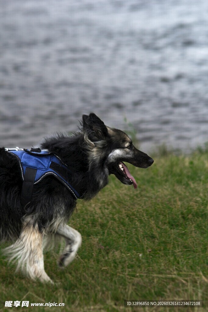 奔跑的帅气狗狗
