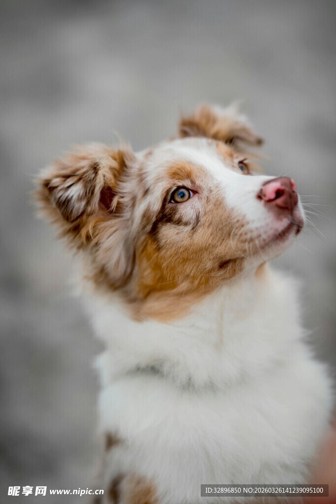 仰头的可爱边牧犬