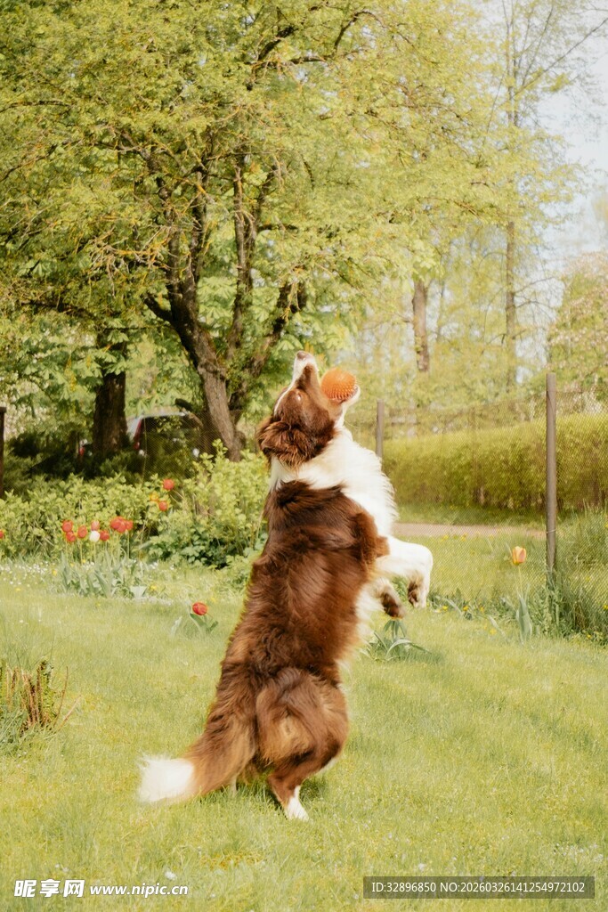 跳跃的棕白相间狗狗