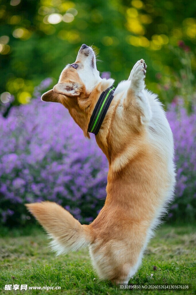 柯基站立玩耍超可爱