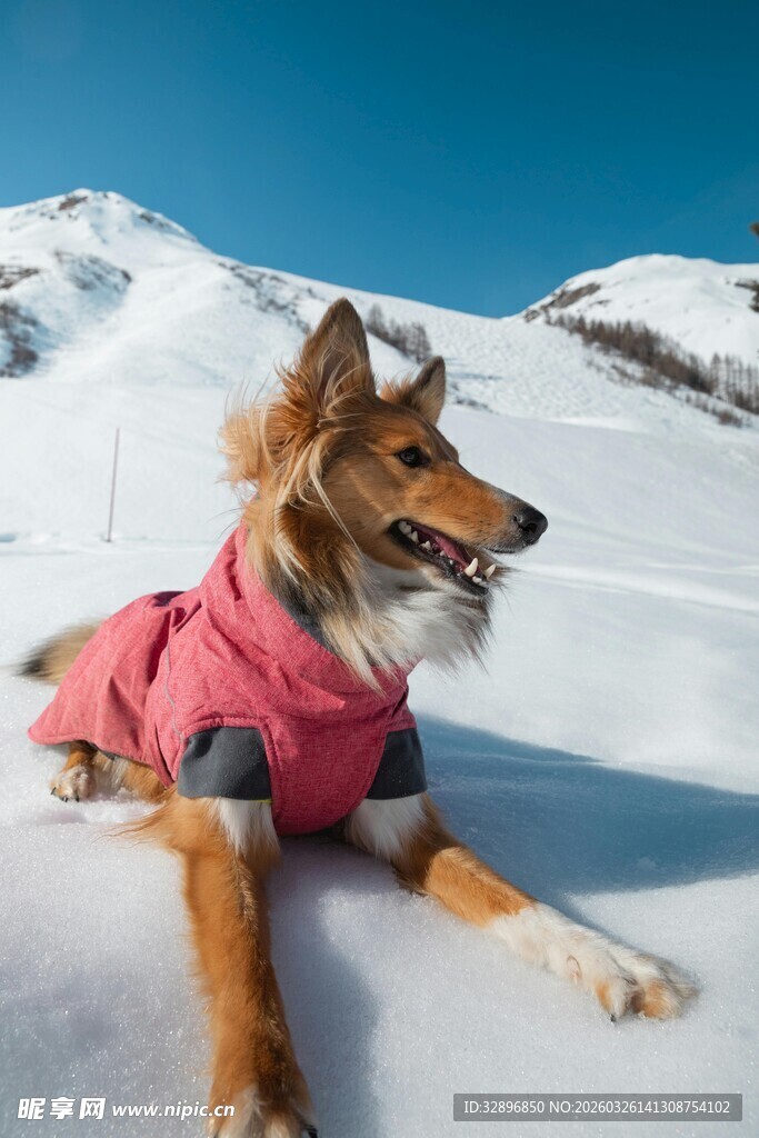 雪地中穿粉衣的牧羊犬