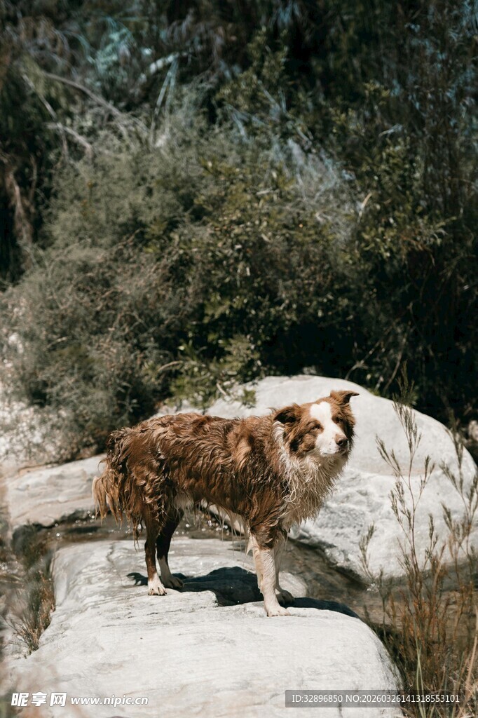 岩石上的狗狗