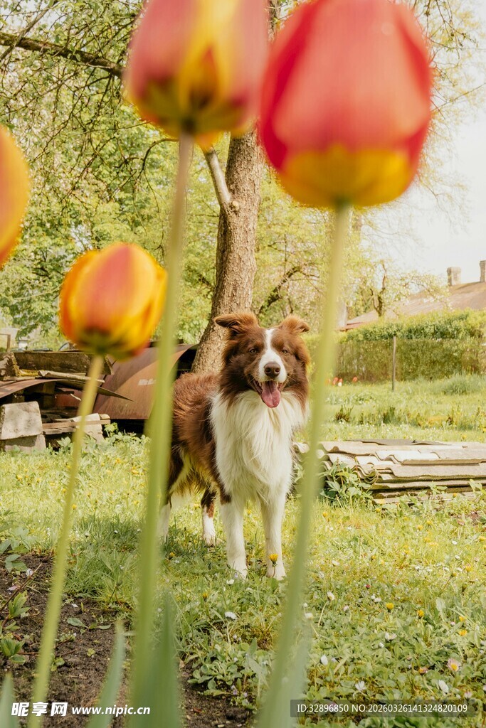 花丛中的可爱狗狗