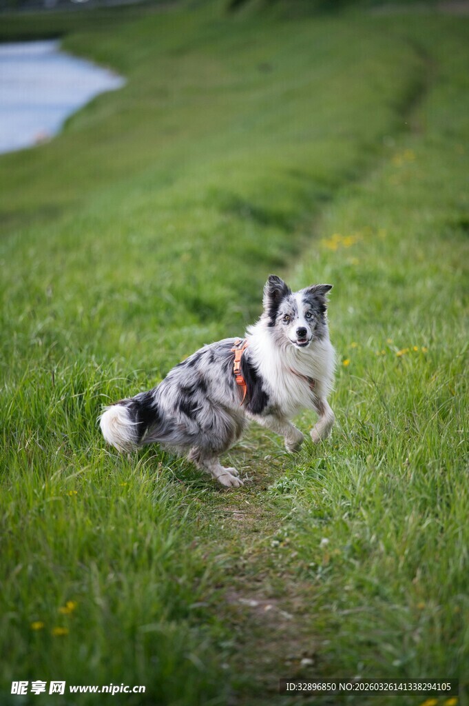 草地上休憩的可爱狗狗