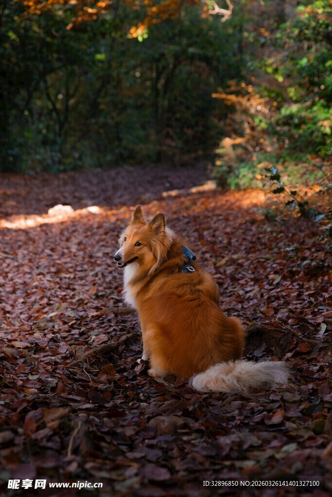 秋日林间独坐的可爱狗狗