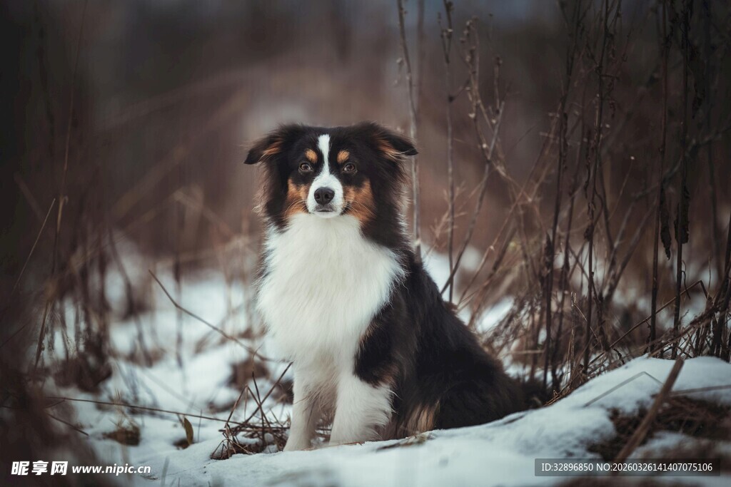 雪地中的边牧犬