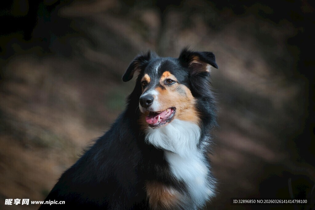 可爱三色牧羊犬转头瞬间