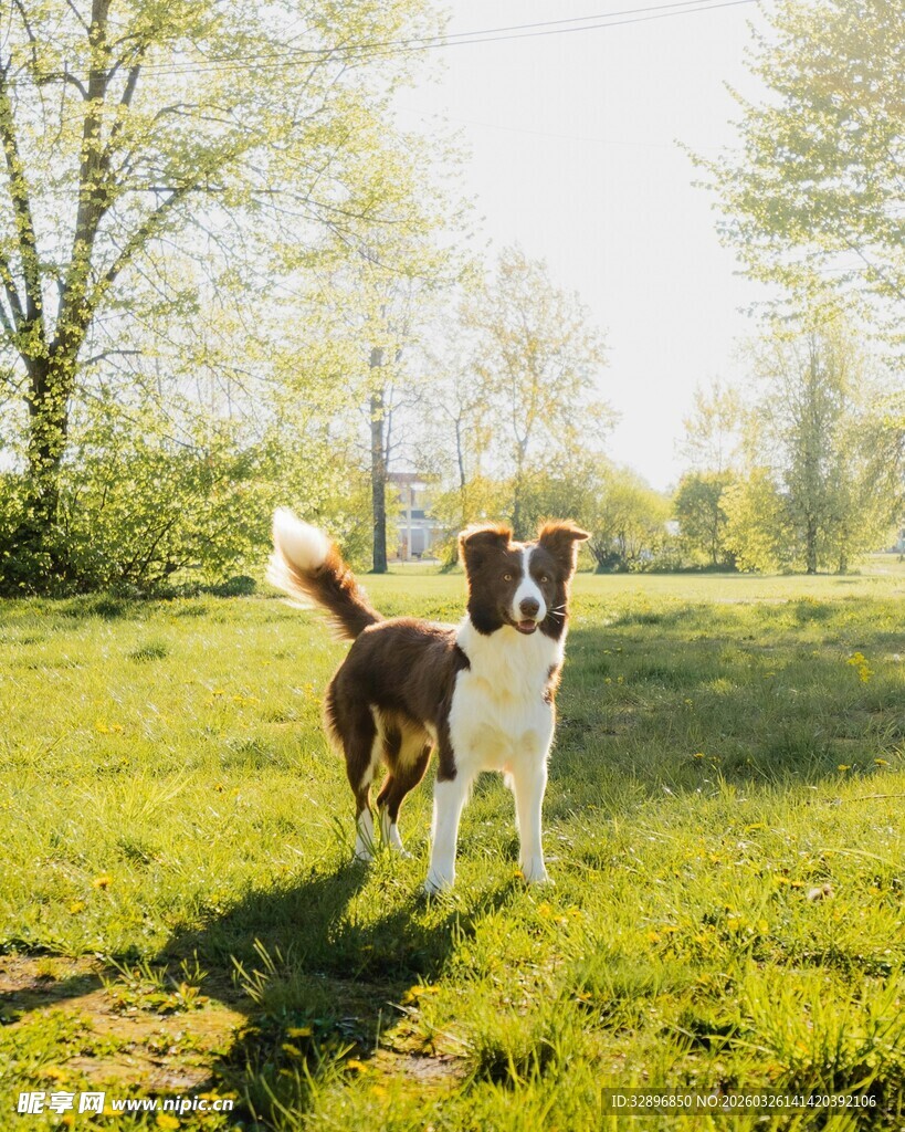 草地上的可爱棕白相间小狗