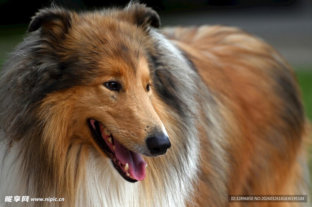 可爱长毛牧羊犬露笑