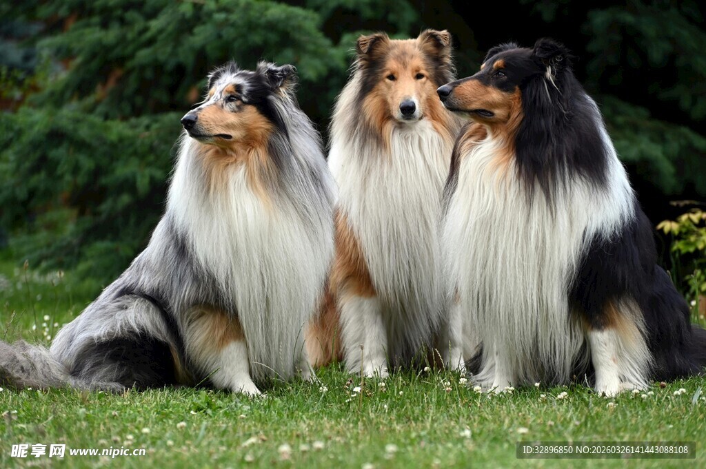 三只牧羊犬坐于绿草地上