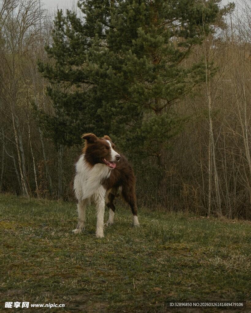 草地上的棕白相间牧羊犬